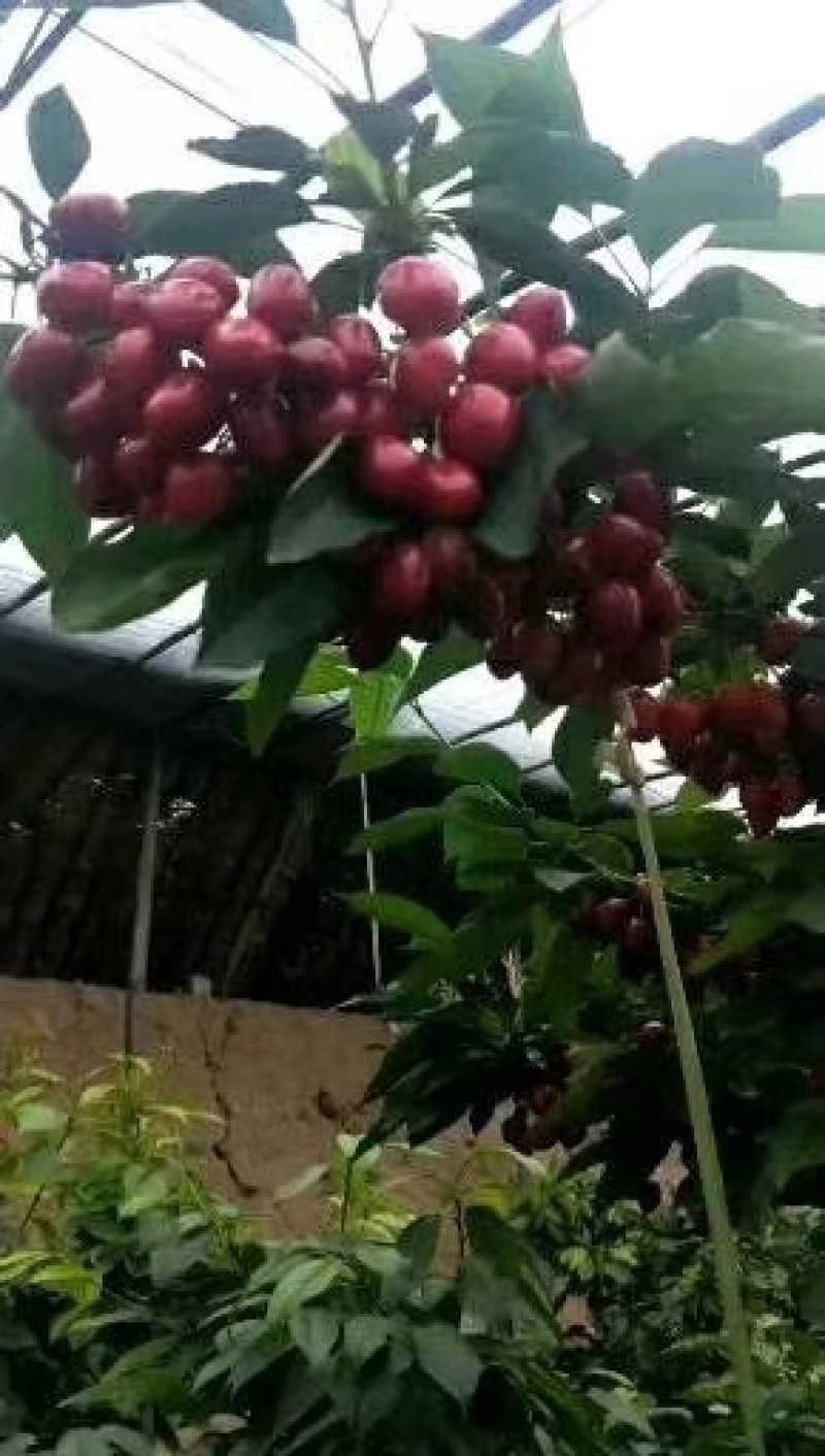 【推荐】温棚大樱桃产地直销酸甜可口大量现货价格便宜