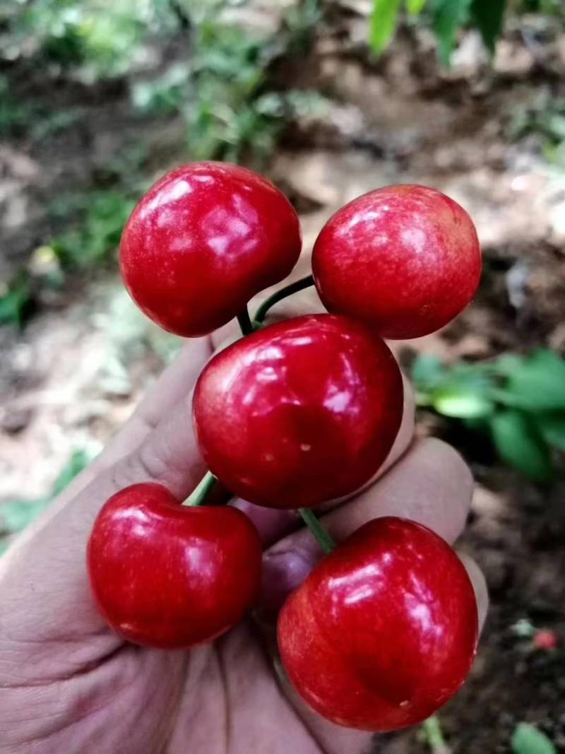 【推荐】温棚大樱桃产地直销酸甜可口大量现货价格便宜