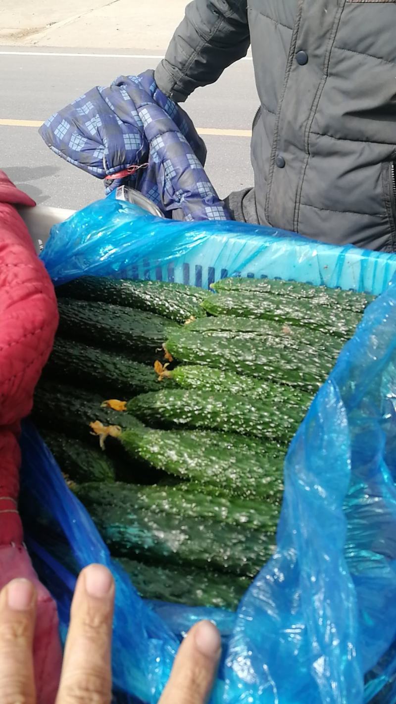 密刺黄瓜万亩蔬菜基地黄瓜，，货源充足，欢迎新老顾客采购
