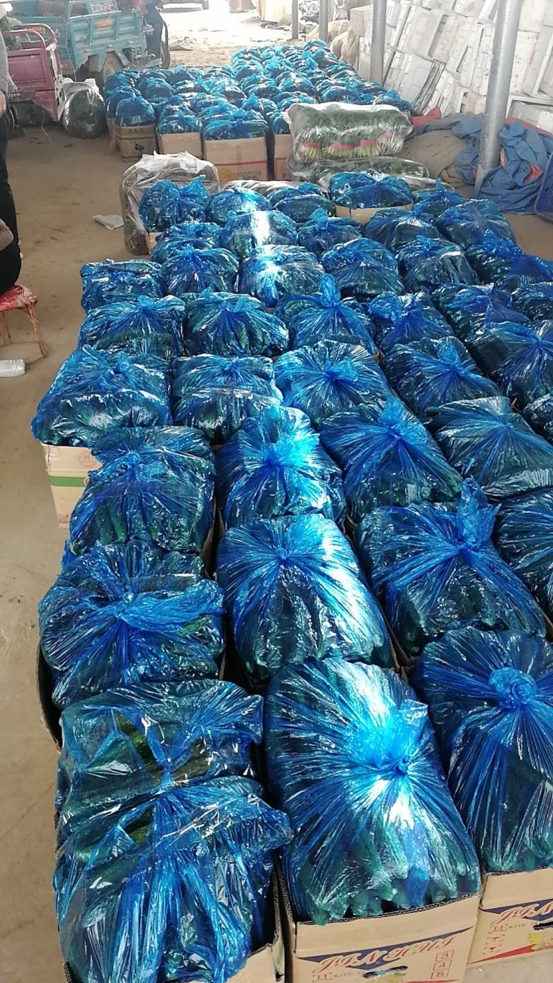 密刺黄瓜万亩蔬菜基地黄瓜，，货源充足，欢迎新老顾客采购