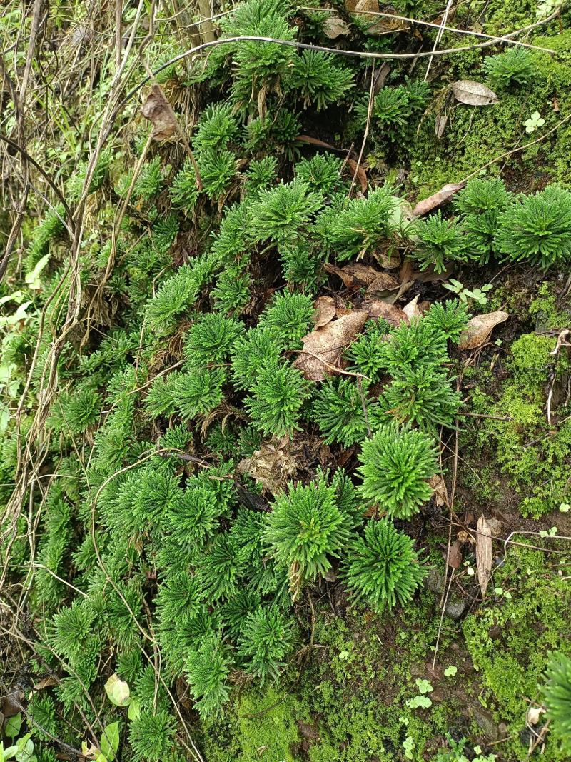 还魂草、又叫不死草、卷柏、纯野生植物