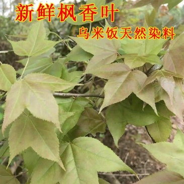 枫香叶新鲜现摘野生枫叶黑糯米饭乌米饭天然植物然料