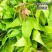 枫香叶新鲜现摘野生枫叶黑糯米饭乌米饭天然植物然料