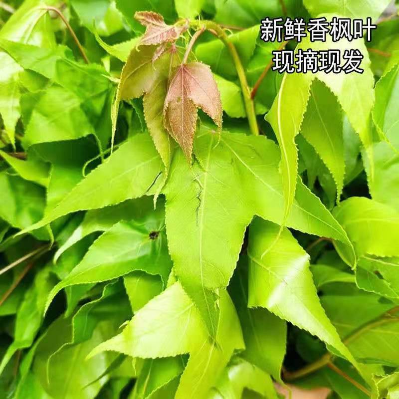 枫香叶新鲜现摘野生枫叶黑糯米饭乌米饭天然植物然料