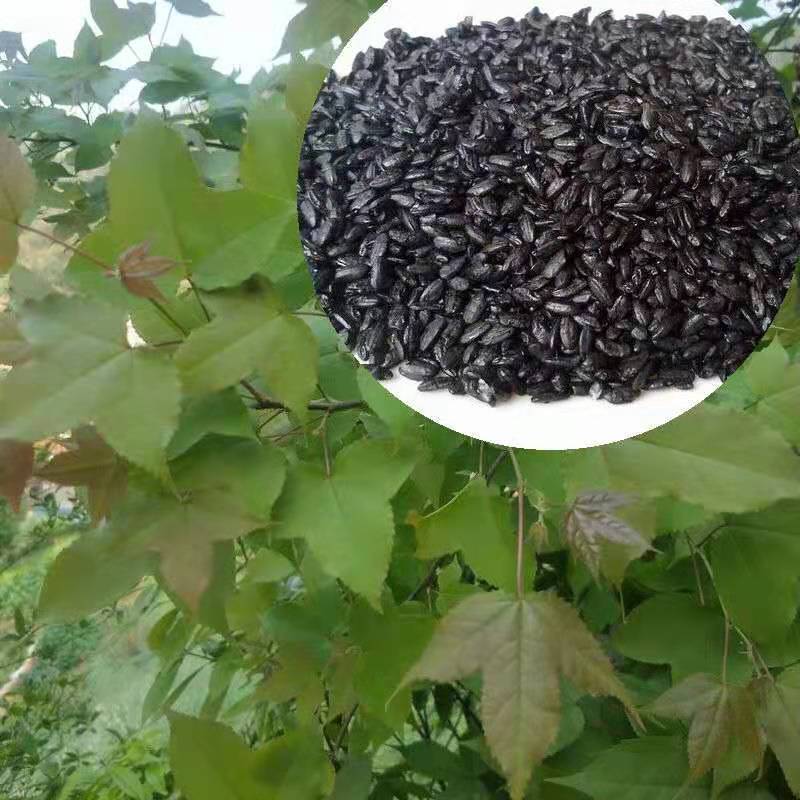 枫香叶新鲜现摘野生枫叶黑糯米饭乌米饭天然植物然料