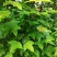 枫香叶新鲜现摘野生枫叶黑糯米饭乌米饭天然植物然料
