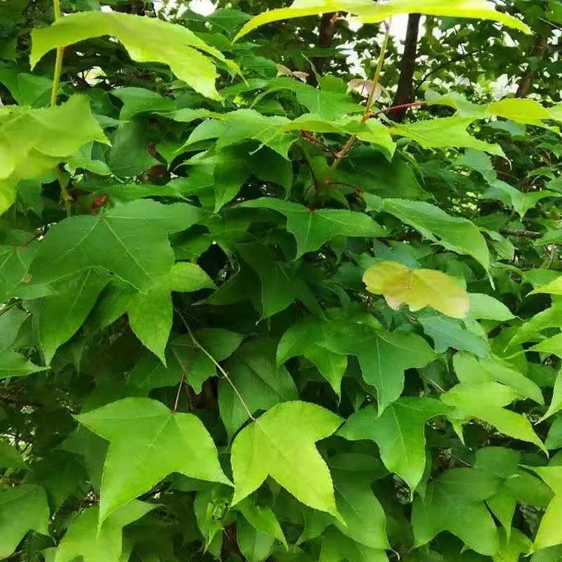 枫香叶新鲜现摘野生枫叶黑糯米饭乌米饭天然植物然料