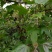 枫香叶新鲜现摘野生枫叶黑糯米饭乌米饭天然植物然料