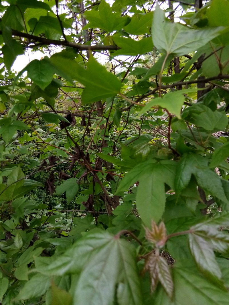 枫香叶新鲜现摘野生枫叶黑糯米饭乌米饭天然植物然料