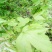枫香叶新鲜现摘野生枫叶黑糯米饭乌米饭天然植物然料