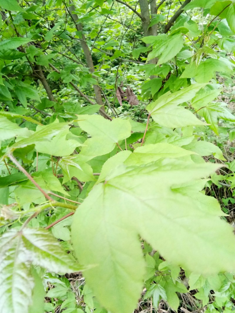 枫香叶新鲜现摘野生枫叶黑糯米饭乌米饭天然植物然料