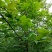 枫香叶新鲜现摘野生枫叶黑糯米饭乌米饭天然植物然料