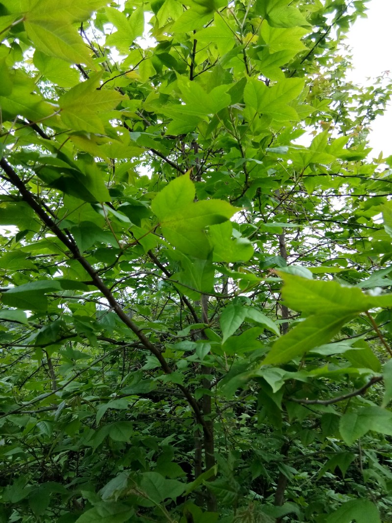 枫香叶新鲜现摘野生枫叶黑糯米饭乌米饭天然植物然料