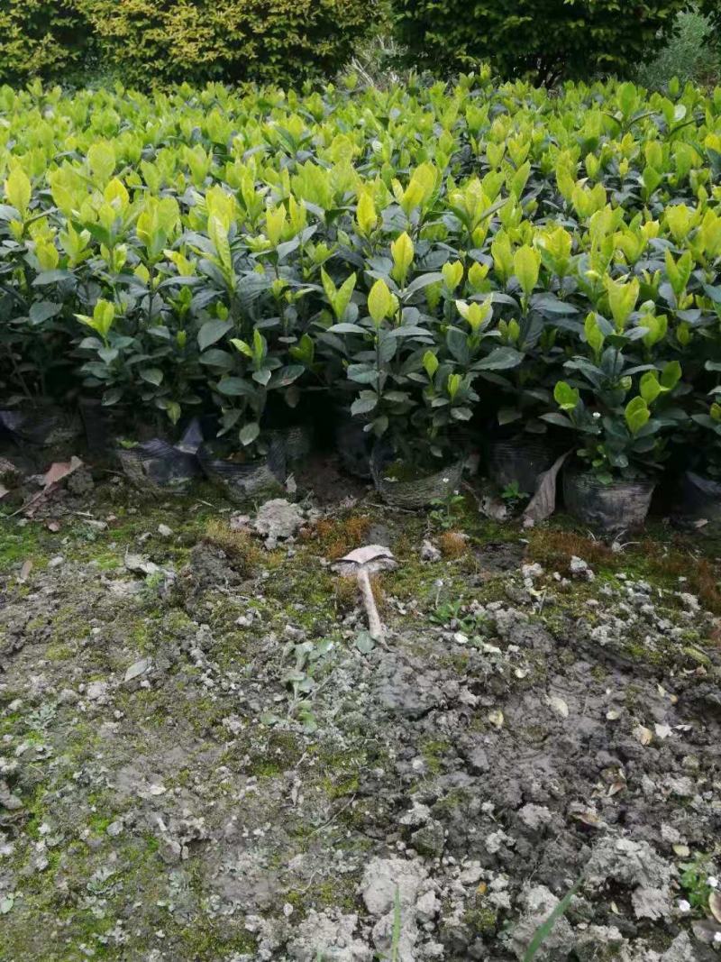 栀子花，大小栀子花，室内外种植四季常绿，浓香型