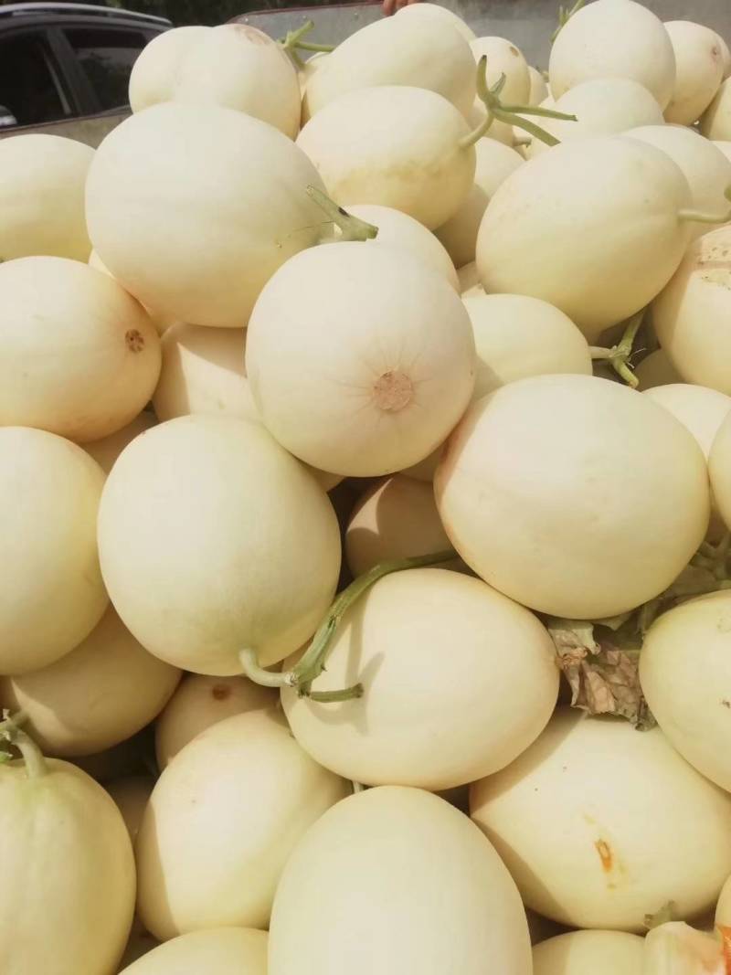 【推荐】陕西阎良精品甜瓜个大皮薄脆甜白瓜现摘现发
