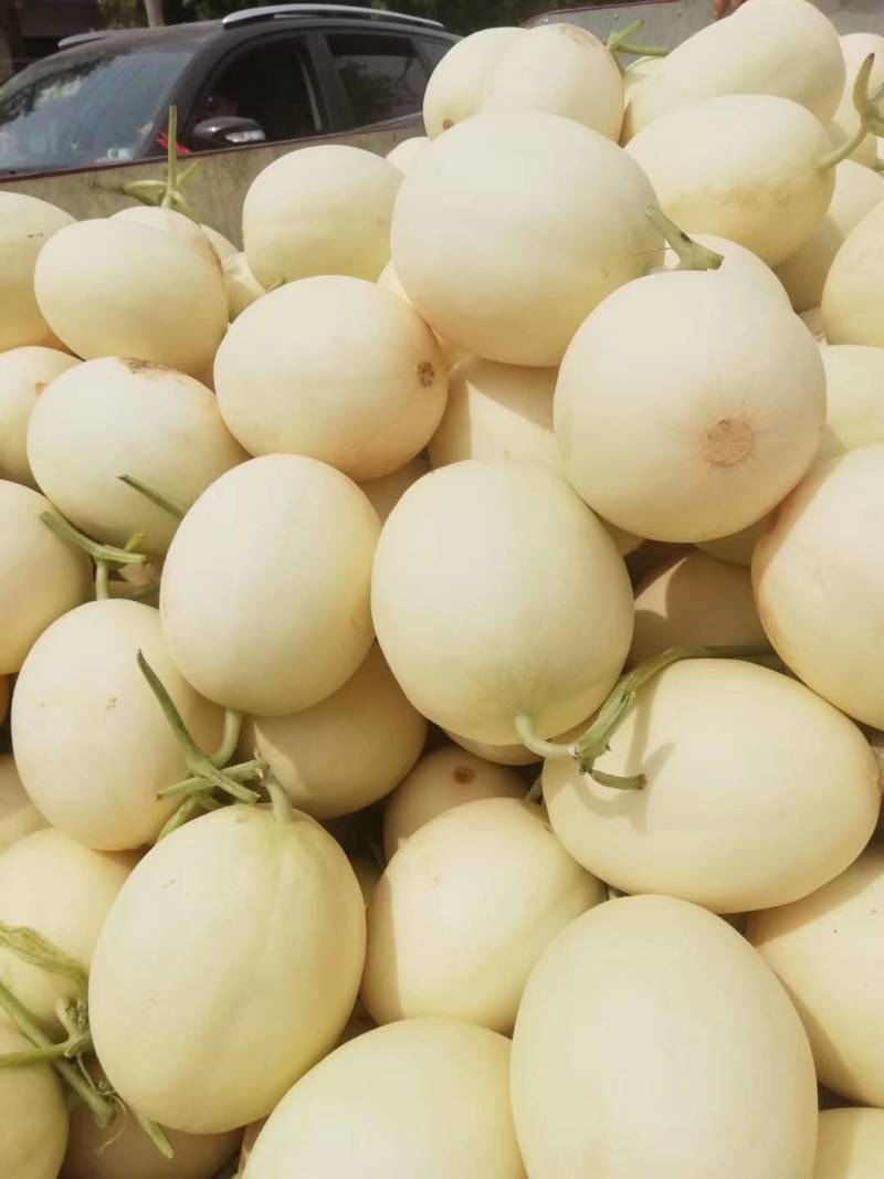 【推荐】陕西阎良精品甜瓜个大皮薄脆甜白瓜现摘现发