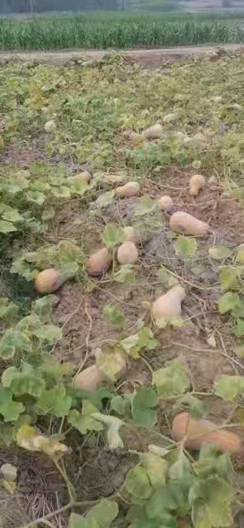 蜜本南瓜，微商，电商看过来支持一件代发