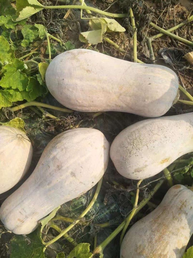 蜜本南瓜，微商，电商看过来支持一件代发