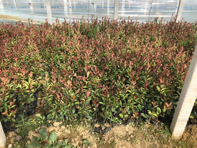 红叶石楠小苗基地,展示整齐排列的红叶石楠幼苗,阳光下呈现出鲜艳的红色叶片,背景为现代化的育苗大棚 红叶石楠小苗基地