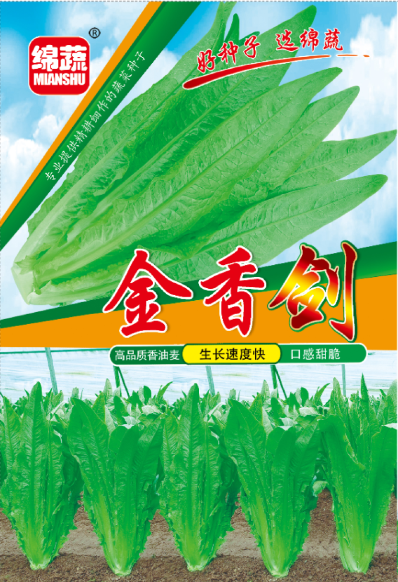 金香剑油麦/绵蔬种业/油麦菜种子/叶菜/大株香油麦/种子