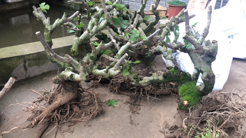 波姬红无花果树桩造型果树可盆栽阳台庭院种植。当年结果价格