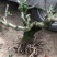 波姬红无花果树桩造型果树可盆栽阳台庭院种植。当年结果价格