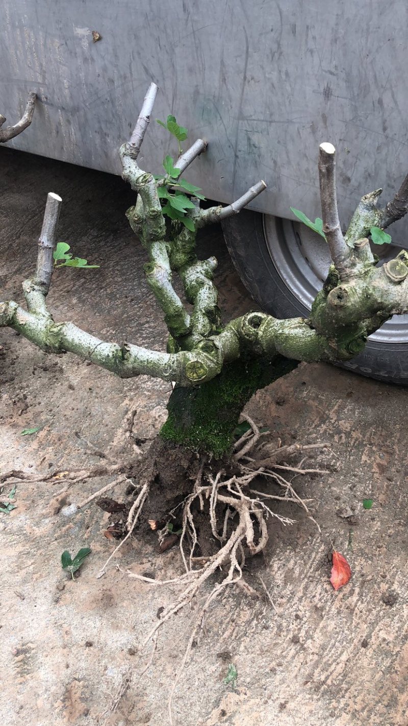 波姬红无花果树桩造型果树可盆栽阳台庭院种植。当年结果价格