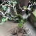 波姬红无花果树桩造型果树可盆栽阳台庭院种植。当年结果价格