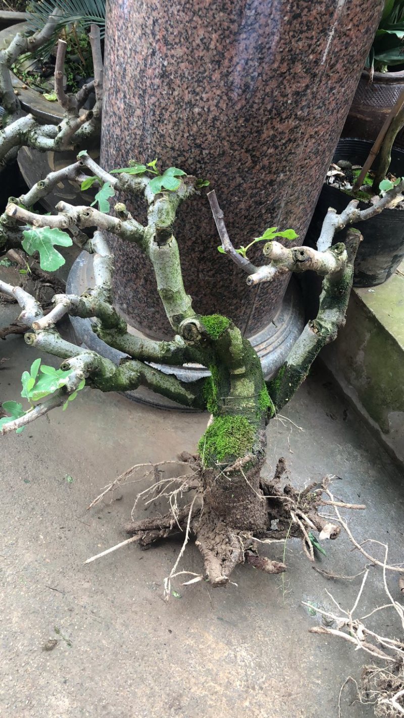 波姬红无花果树桩造型果树可盆栽阳台庭院种植。当年结果价格