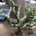 波姬红无花果树桩造型果树可盆栽阳台庭院种植。当年结果价格