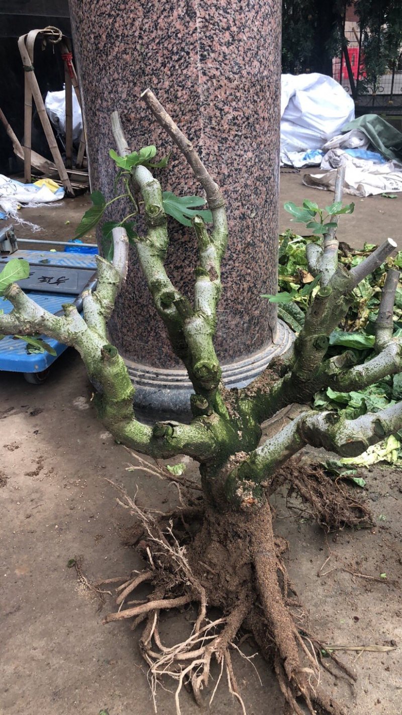 波姬红无花果树桩造型果树可盆栽阳台庭院种植。当年结果价格