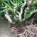 波姬红无花果树桩造型果树可盆栽阳台庭院种植。当年结果价格