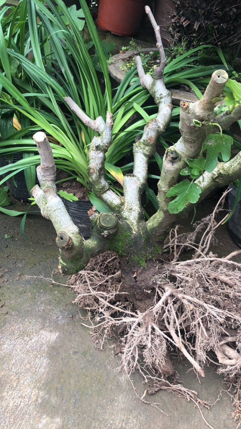 波姬红无花果树桩造型果树可盆栽阳台庭院种植。当年结果价格