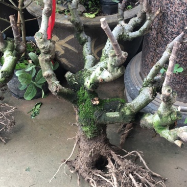 波姬红无花果树桩造型果树可盆栽阳台庭院种植。当年结果价格