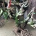 波姬红无花果树桩造型果树可盆栽阳台庭院种植。当年结果价格