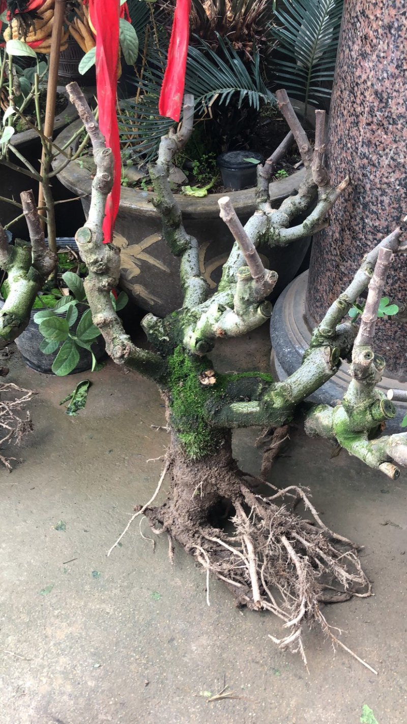 波姬红无花果树桩造型果树可盆栽阳台庭院种植。当年结果价格
