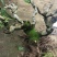 波姬红无花果树桩造型果树可盆栽阳台庭院种植。当年结果价格