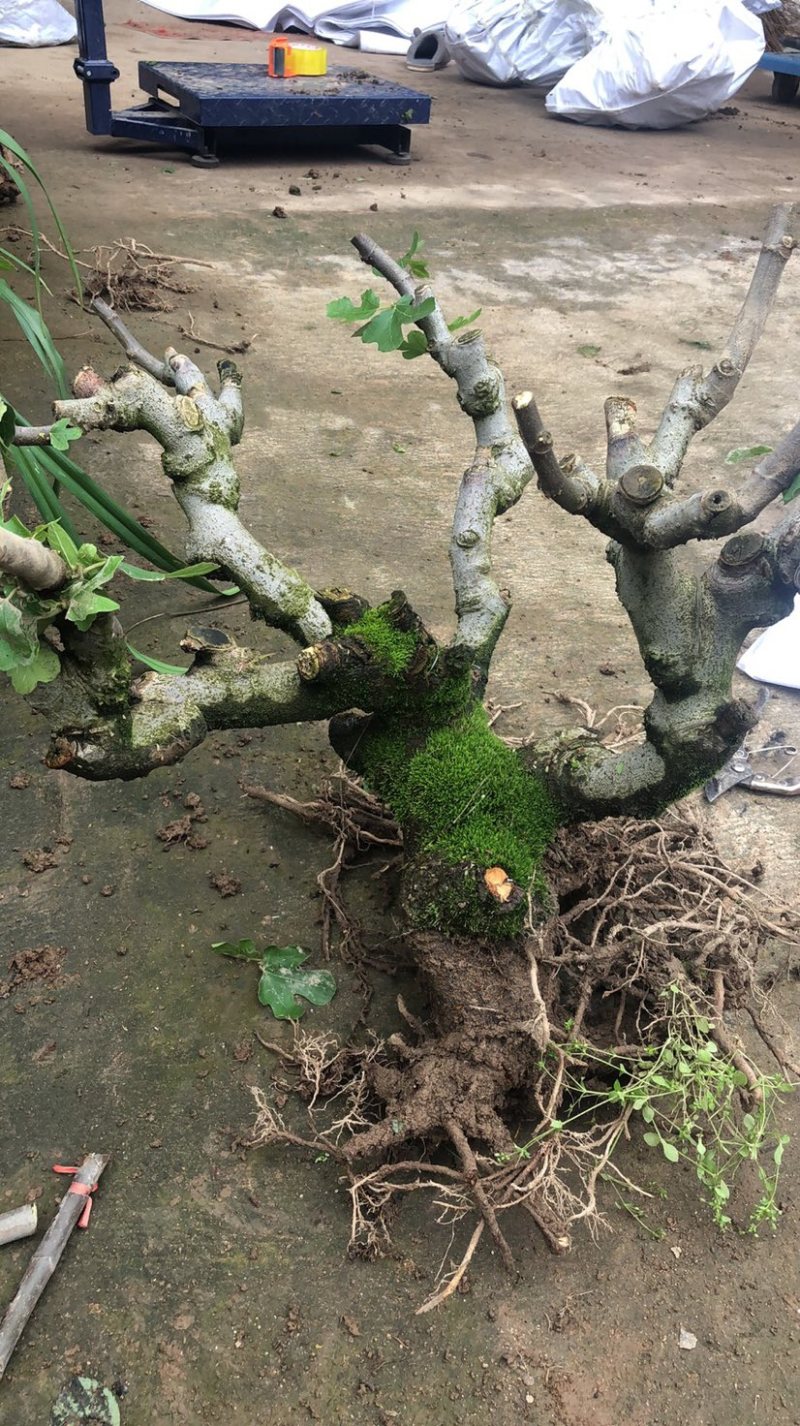 波姬红无花果树桩造型果树可盆栽阳台庭院种植。当年结果价格