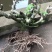波姬红无花果树桩造型果树可盆栽阳台庭院种植。当年结果价格
