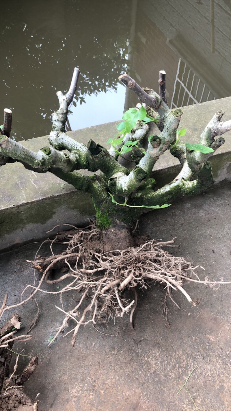 波姬红无花果树桩造型果树可盆栽阳台庭院种植。当年结果价格