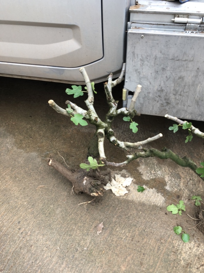 波姬红无花果树桩造型果树可盆栽阳台庭院种植。当年结果价格