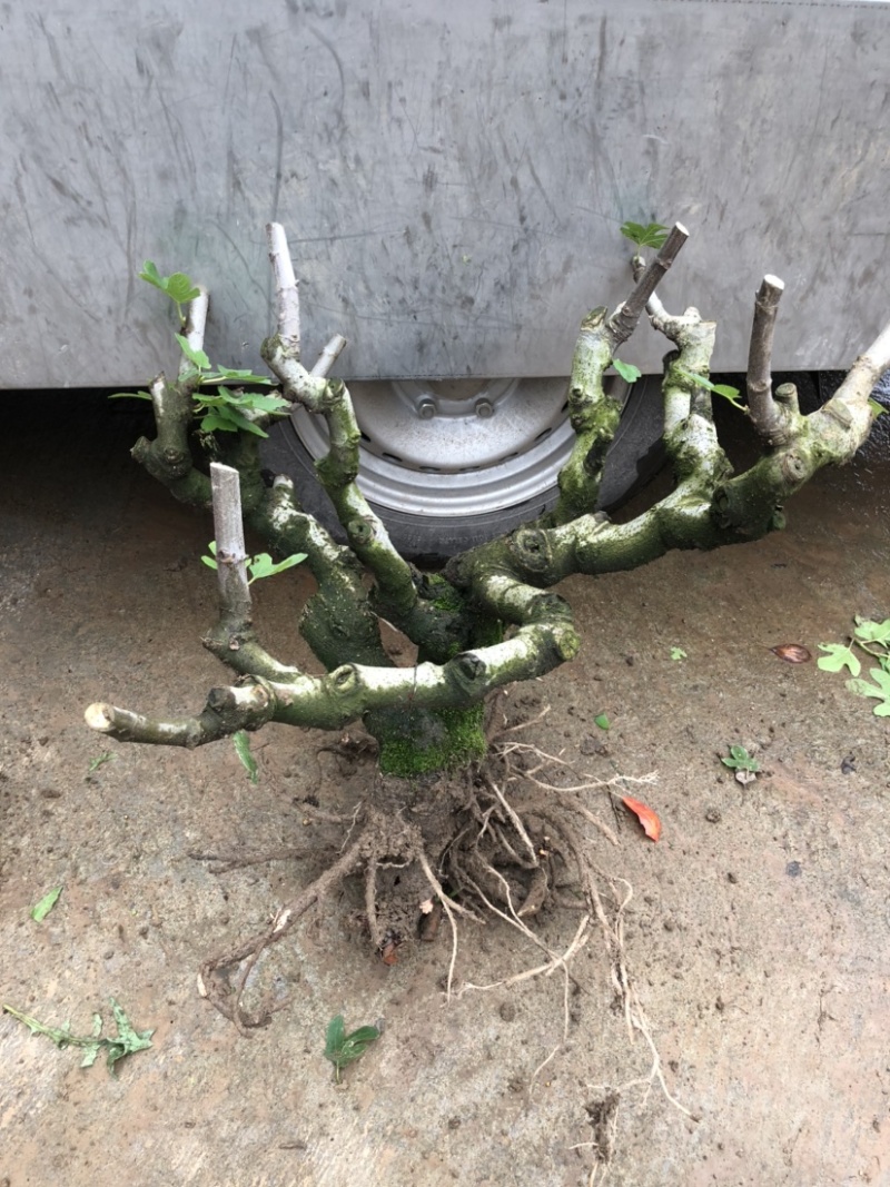 波姬红无花果树桩造型果树可盆栽阳台庭院种植。当年结果价格