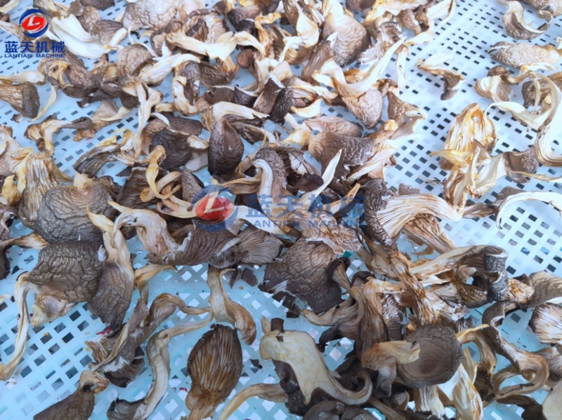 蘑菇烘干机香菇烘干机山东平菇烘干机食用菌烘干机设备