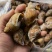 花螺批发冻凤螺批发花螺批发螺东风螺批发