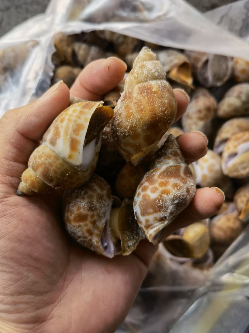 花螺批发冻凤螺批发花螺批发螺东风螺批发