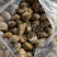 花螺批发冻凤螺批发花螺批发螺东风螺批发