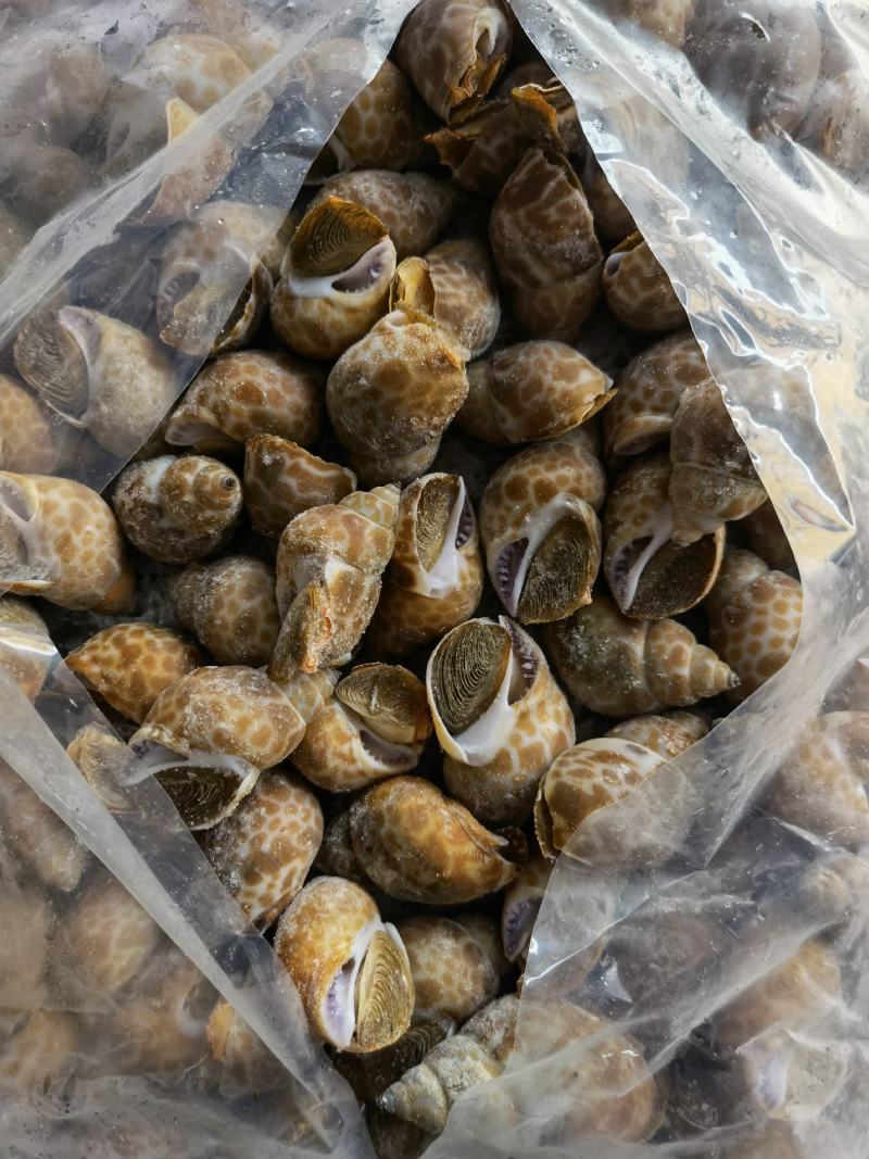 花螺批发冻凤螺批发花螺批发螺东风螺批发