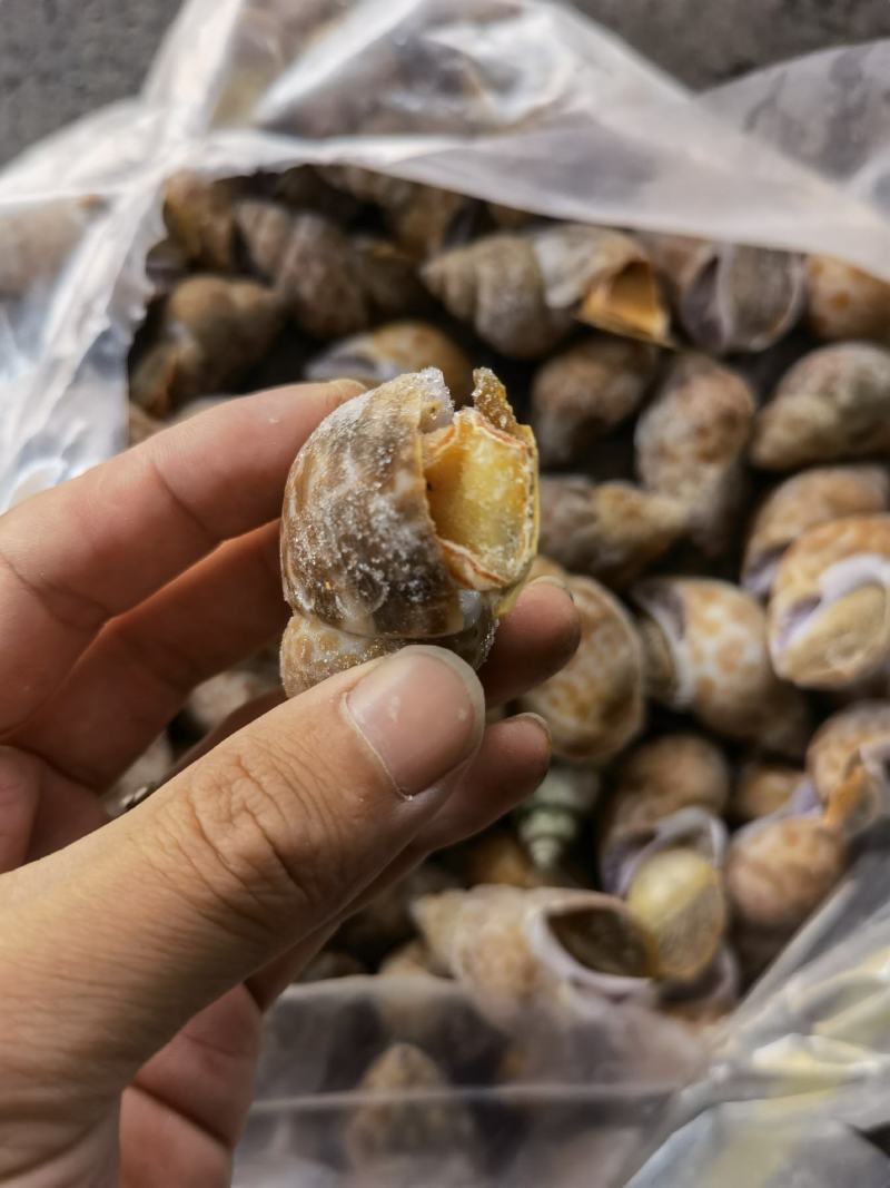 花螺批发冻凤螺批发花螺批发螺东风螺批发
