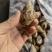 花螺批发冻凤螺批发花螺批发螺东风螺批发