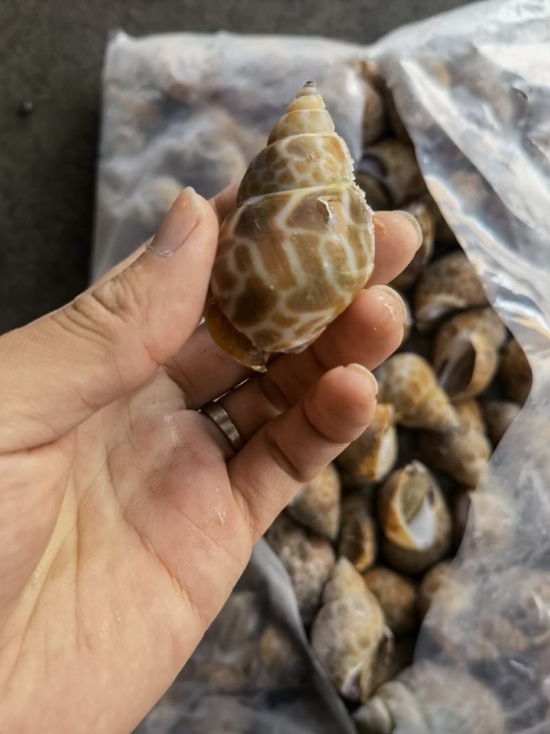 花螺批发冻凤螺批发花螺批发螺东风螺批发